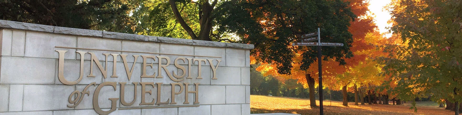 圭尔夫大学